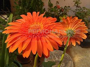 фото